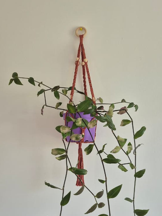 Cuelga para plantas terracota