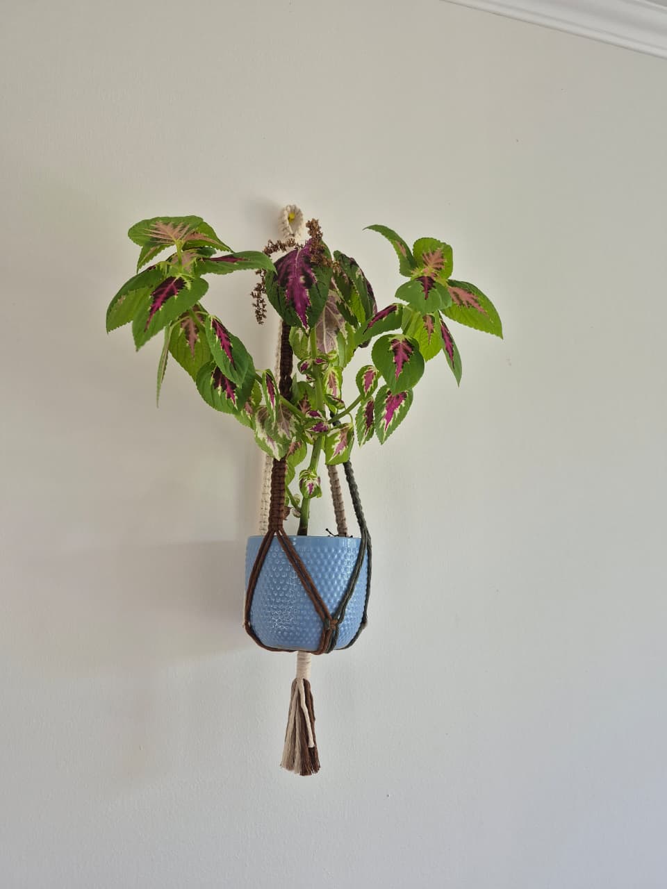 Cuelga para plantas multicolor