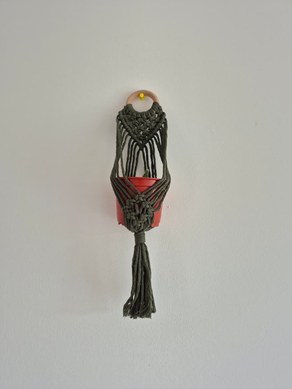 Cuelga para plantas pequeña colores