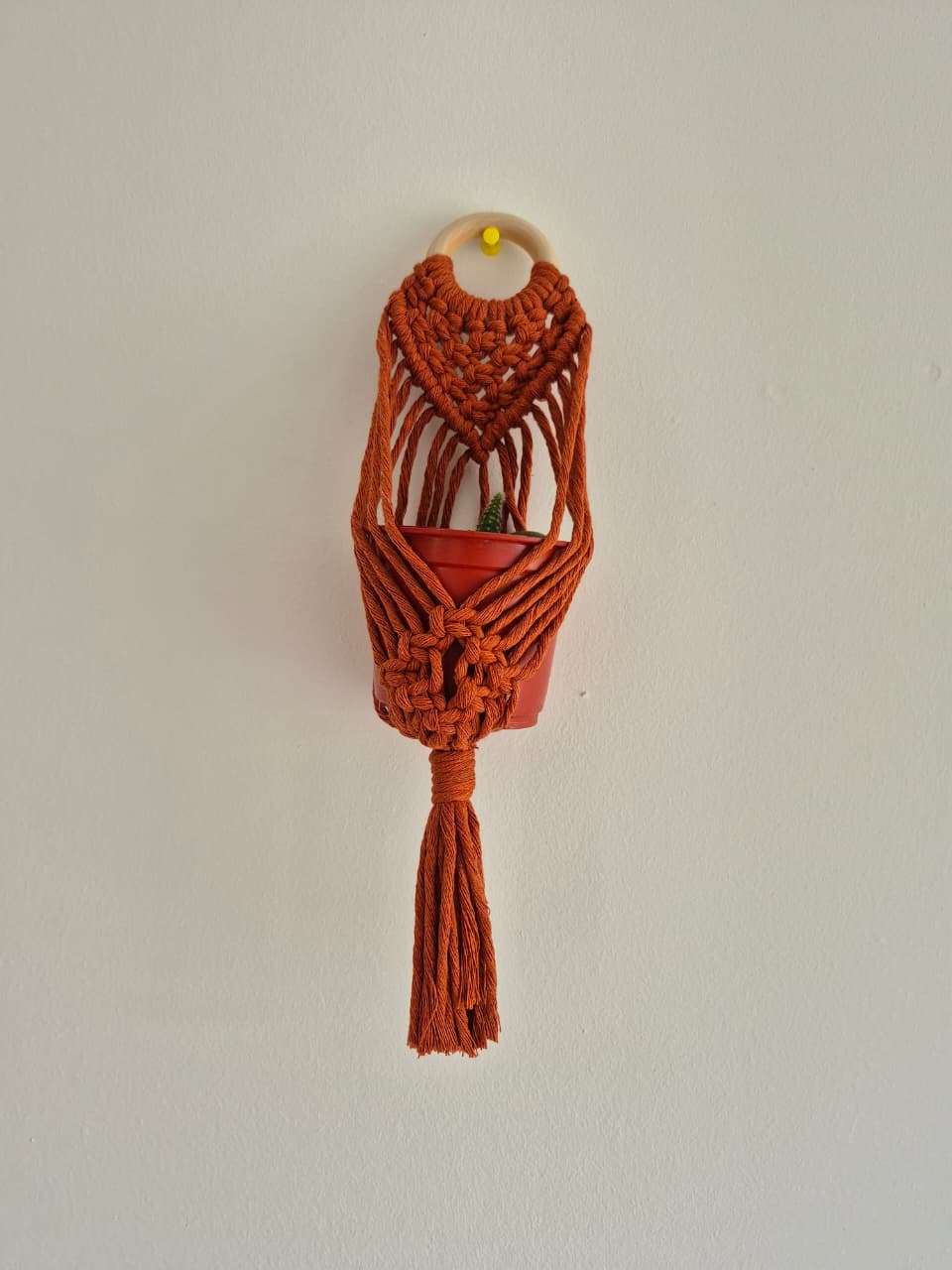 Cuelga para plantas pequeña colores