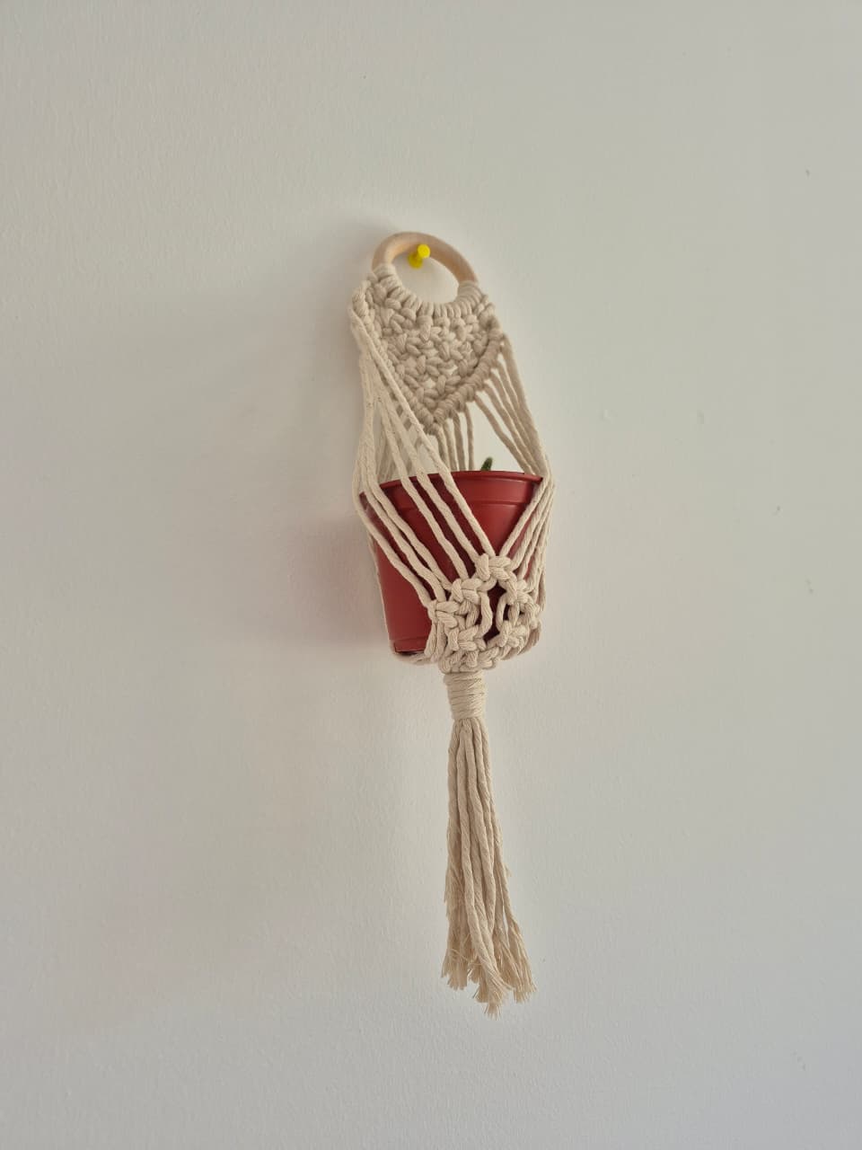 Cuelga para plantas pequeña colores