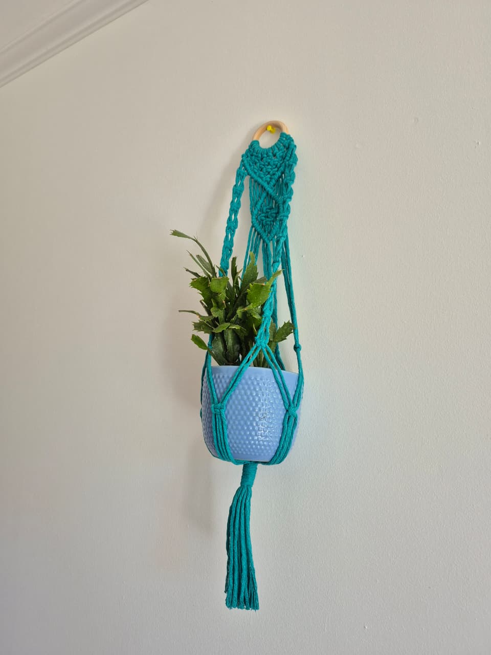 Cuelga para plantas con argolla