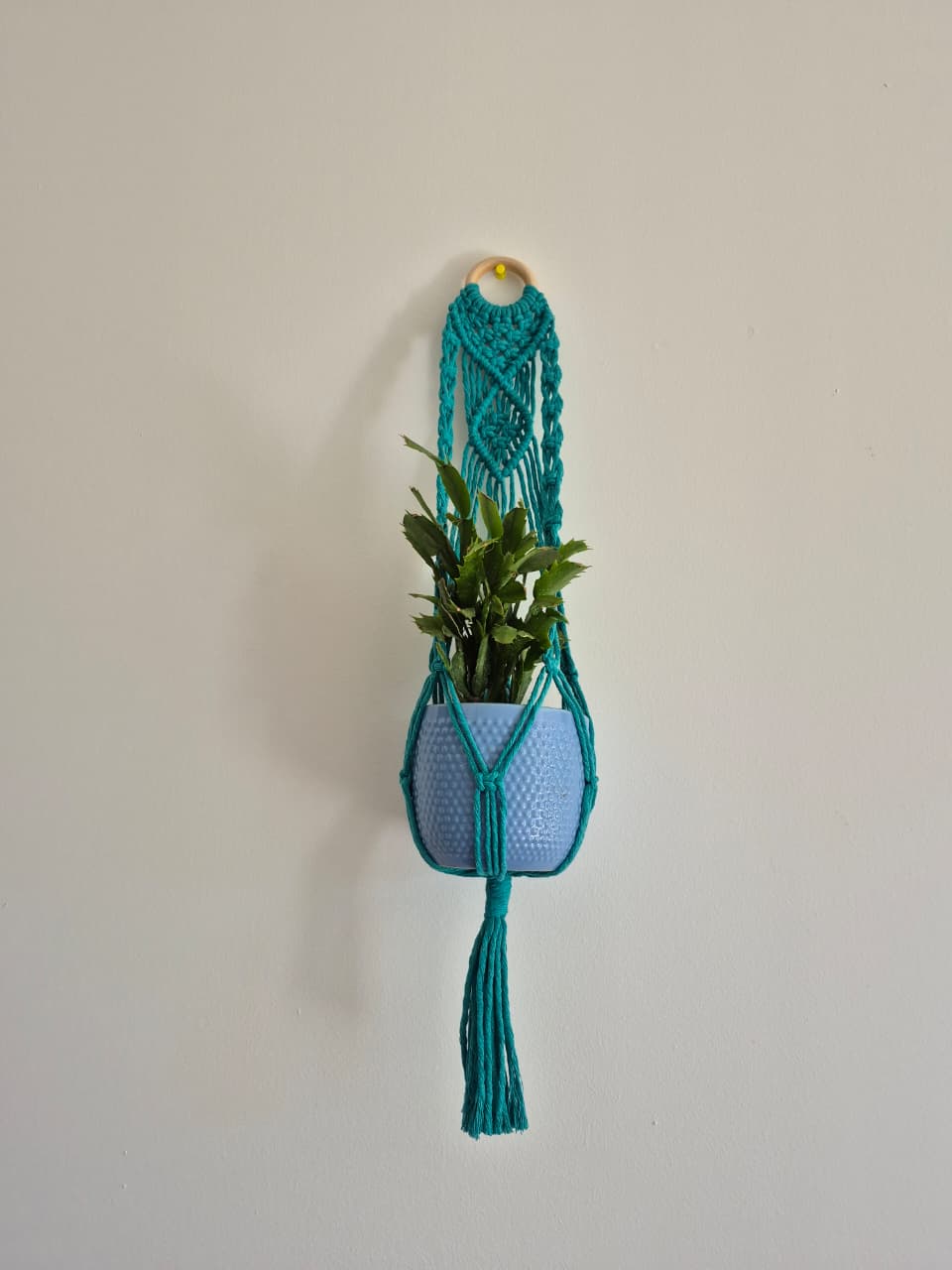 Cuelga para plantas con argolla