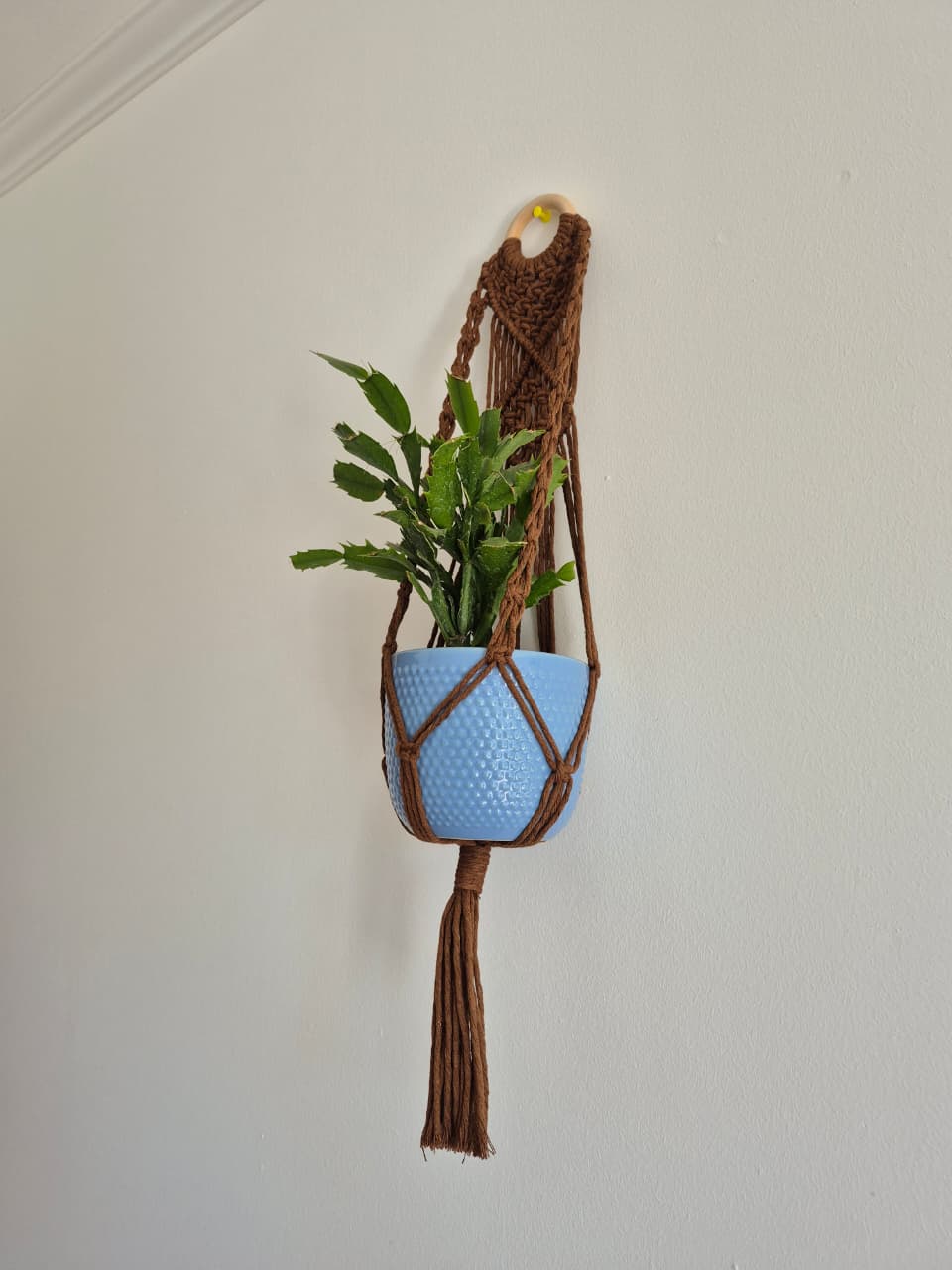 Cuelga para plantas con argolla